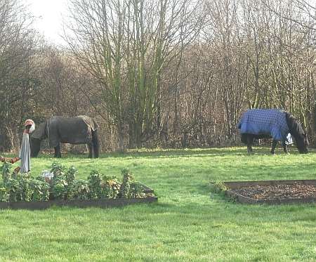 The horses safely back in their field. Picture courtesy Sarah Whittaker