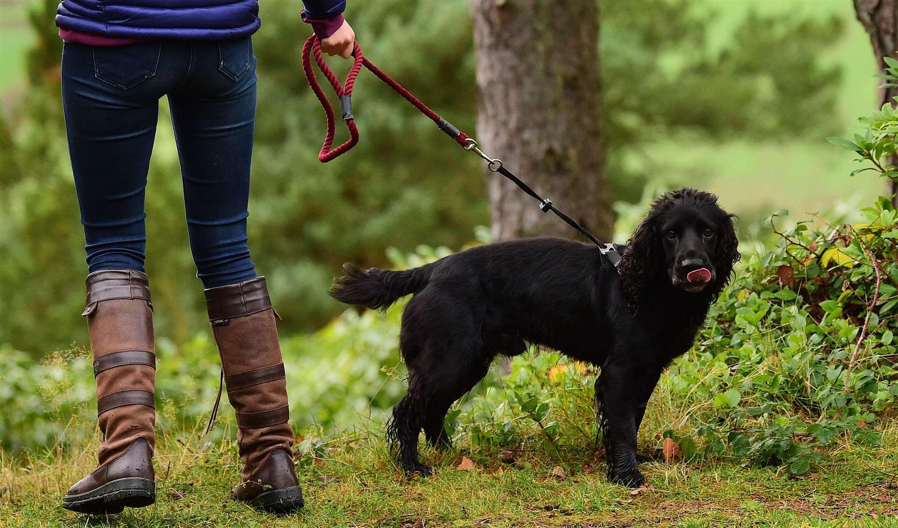 Dog walkers are being urged to respond to a council consultation