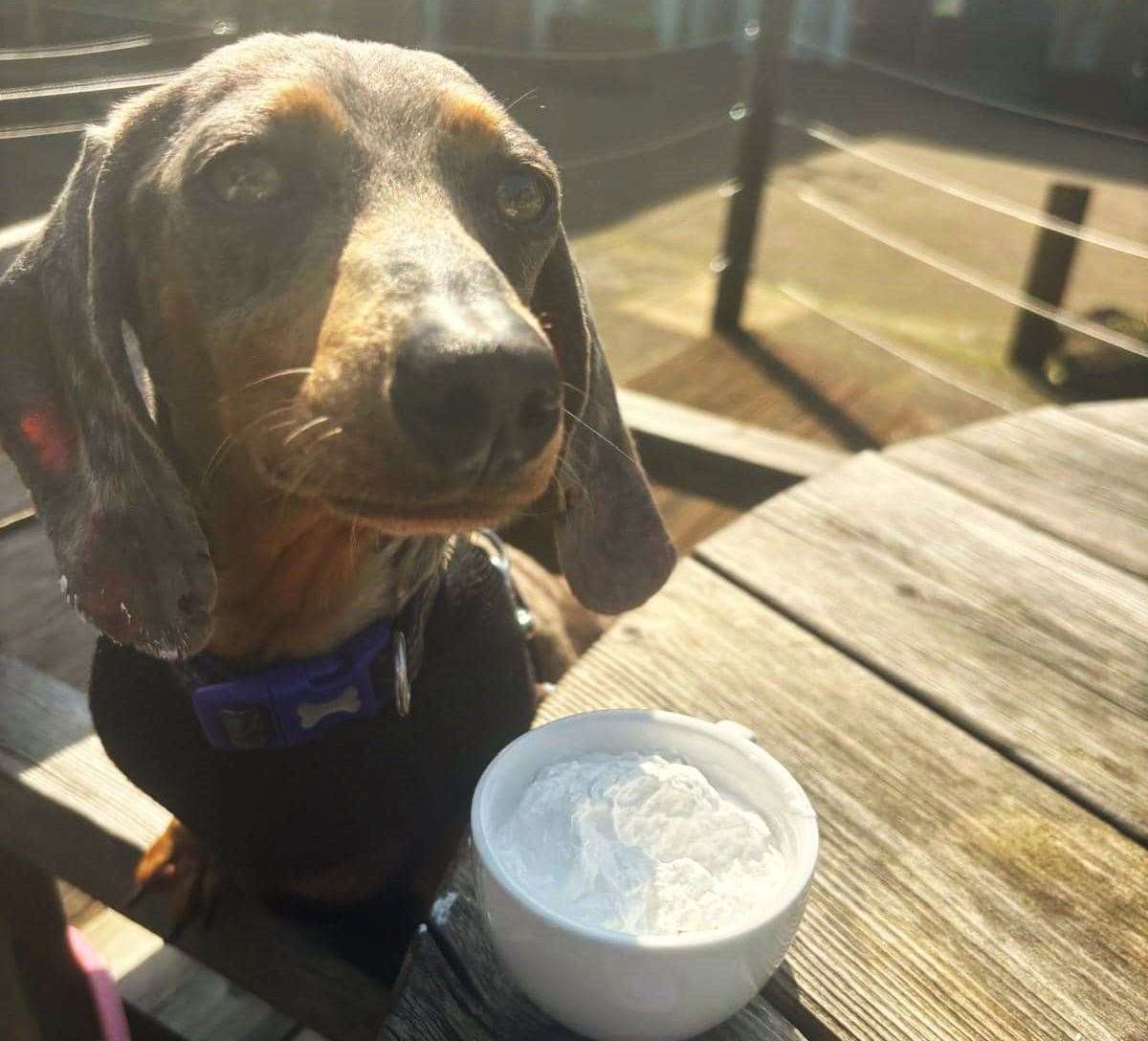 Kiwi with her “puppuccino”. Picture: South East Dog Rescue