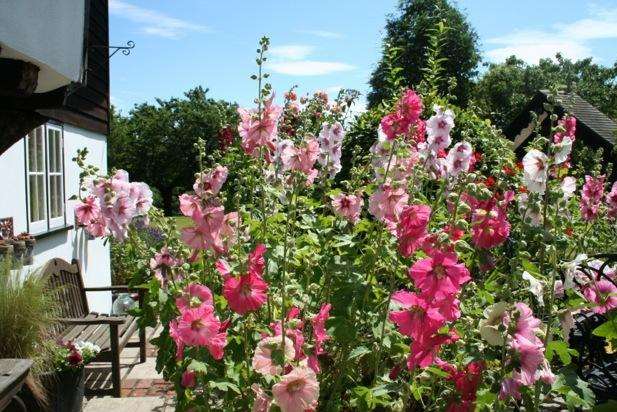 Hollyhocks in my cottage garden