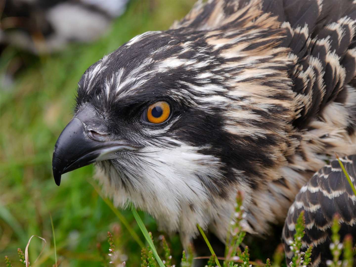 Ospreys were hunted to extinction in England in the 19th century but have since made a return (Forestry England/PA)