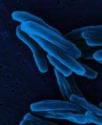 A close-up of the tuberculosis bacteria