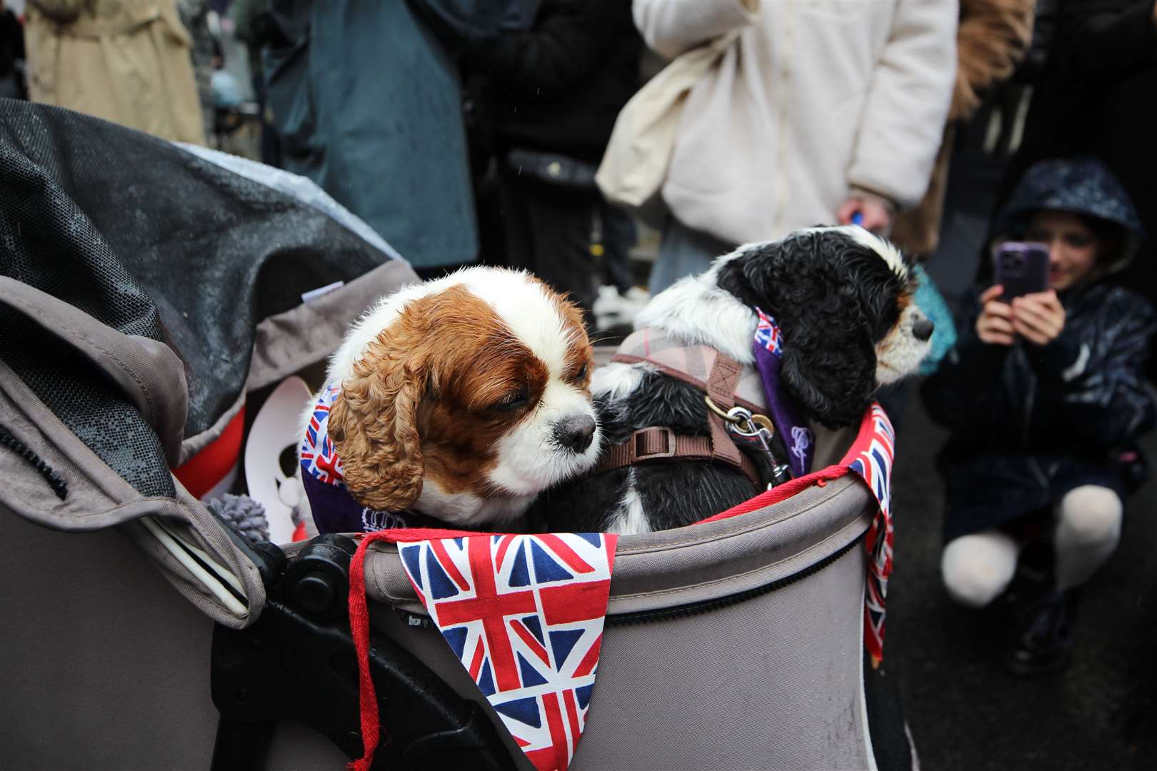 A pair of King Charles spaniels in a pushchair decorated with Union flag bunting (Amira Ibrahim for Kensington and Chelsea Council)