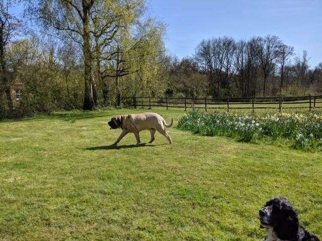 Galahad loves to plod around the garden, knocking things over as he goes