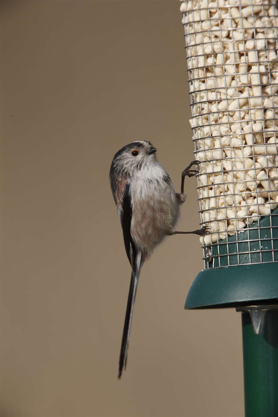 Long-tailed tits benefited from the milder conditions (Nigel Blake/RSPB/PA)