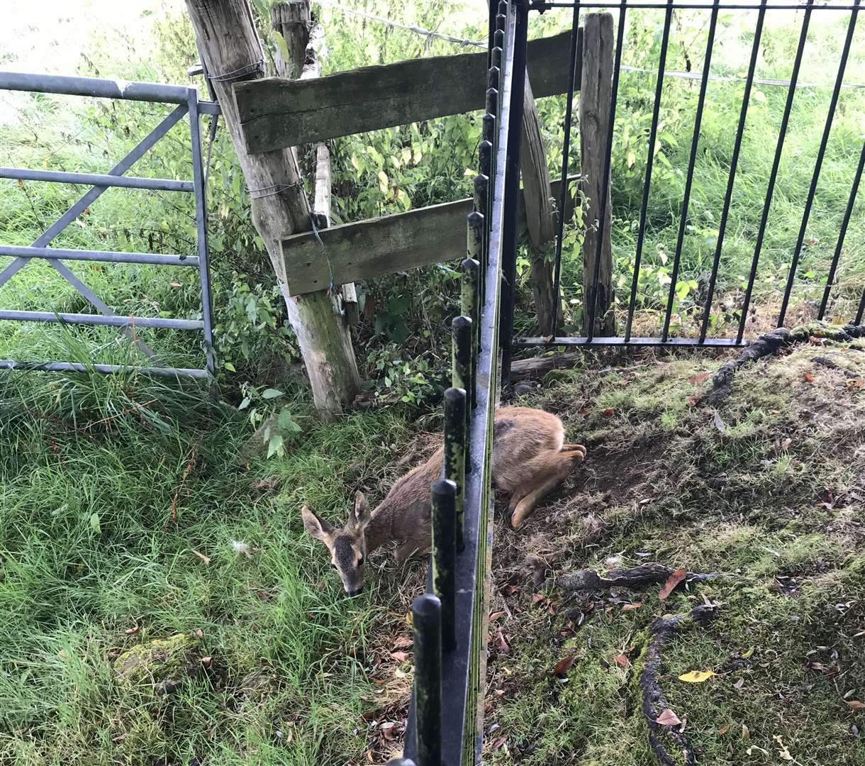 Her head became stuck in the railings each time. Picture: RSPCA