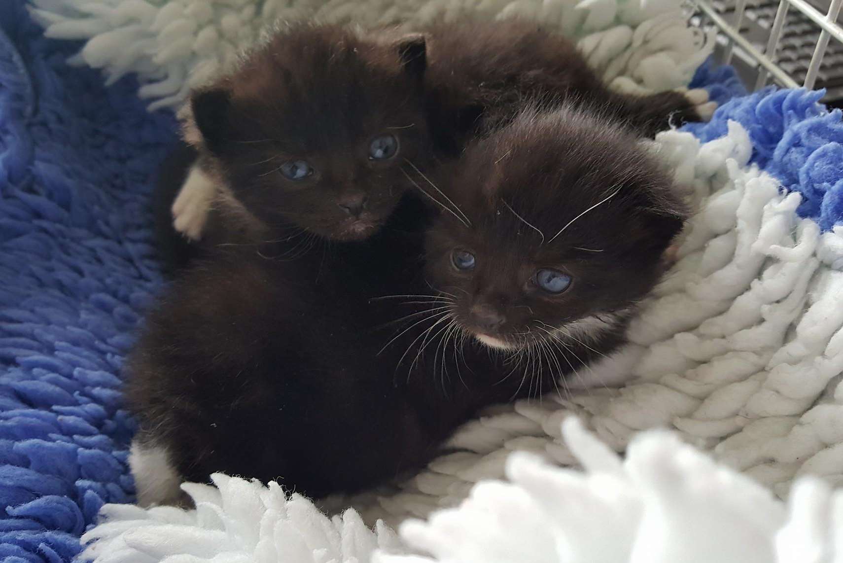 The three boys were taken into the RSPCA