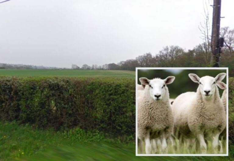 Man Fined After Sheep Killed By Dogs In Field In Chart Sutton, Near ...