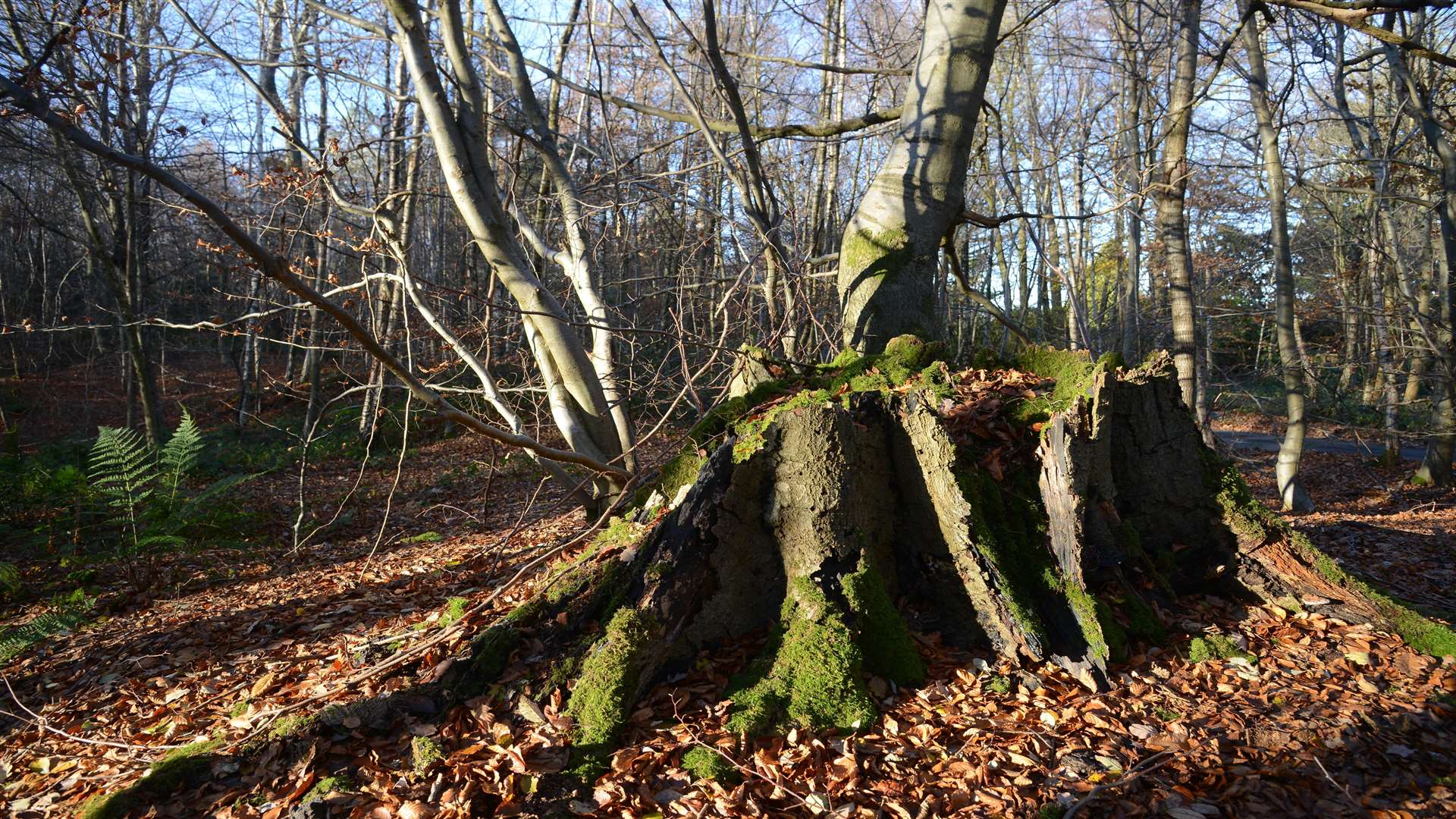 A new charter Oak has been planted on Sevenoaks Common