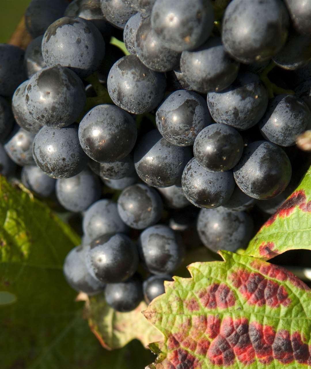 Chapel Down's Tenterden vineyard at the start of the English grape harvest. Picture: Ady Kerry