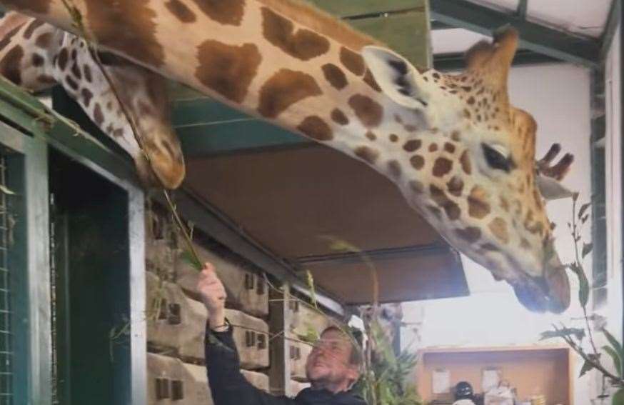 Ashley Walters and his family fed giraffes on their visit to Port Lympne. Picture: Ashley Walters/Instagram