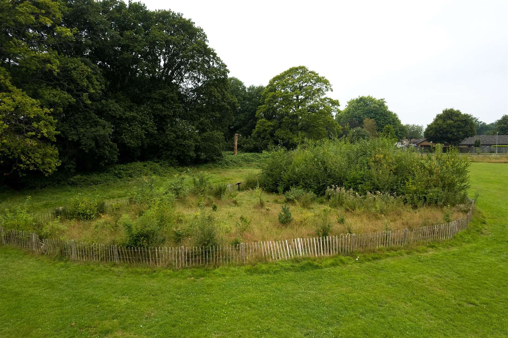 A semi-circle shaped plot with smaller standard practice planting trees on the left and taller Miyawaki method trees on the right. Photo taken in August 2024, three and a half years after planting.