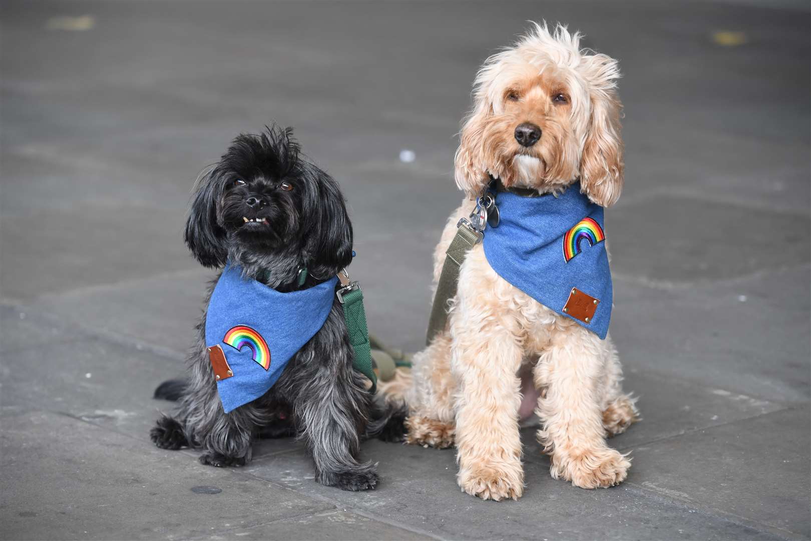 Dogs outside Chelsea and Westminster Hospital in London (Kirsty O’Connor/PA)