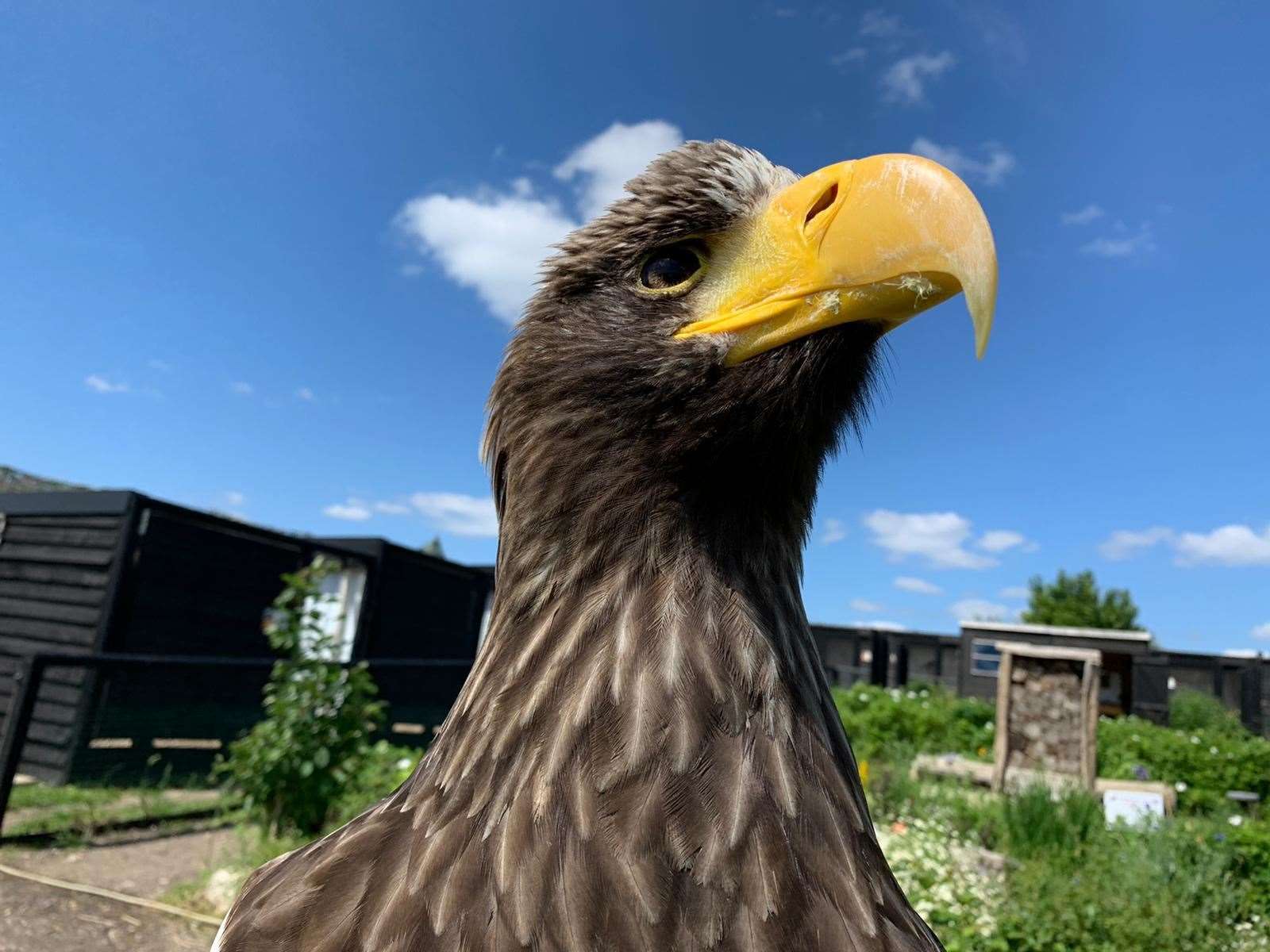 Usually there are two bird of prey flying displays every day at Eagle Heights