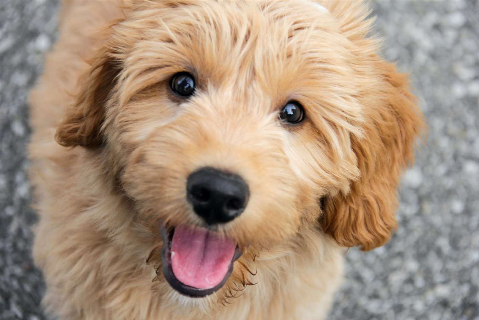 Have you asked to see the puppy’s parents? Image: iStock.