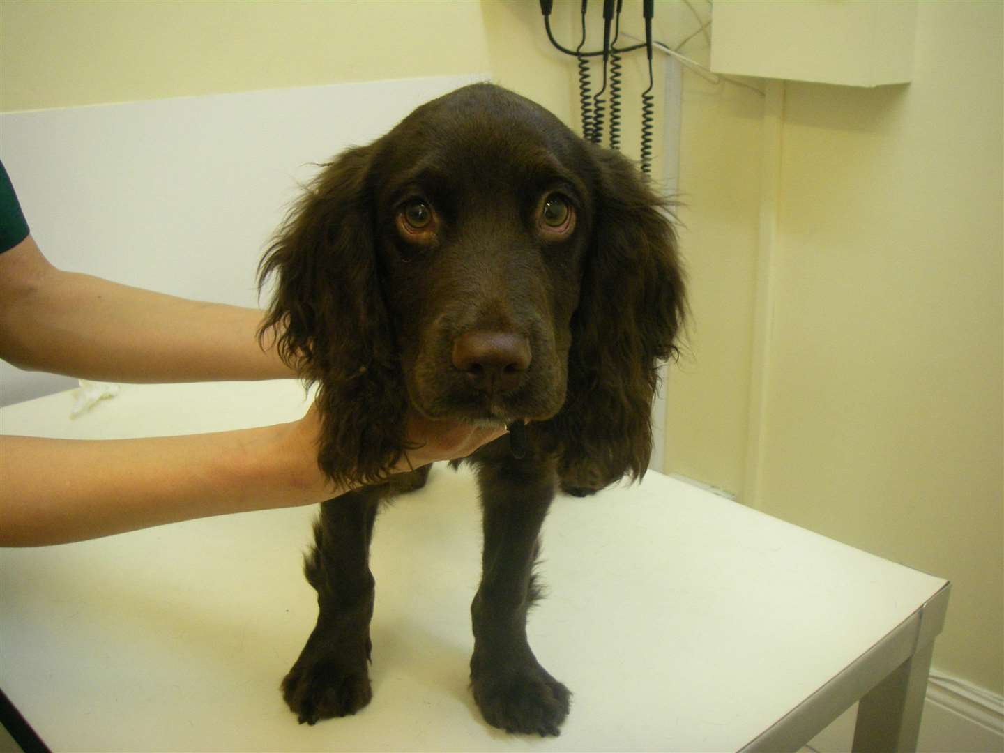 Cocker spaniel Max was rehomed after being rescued by the RSPCA