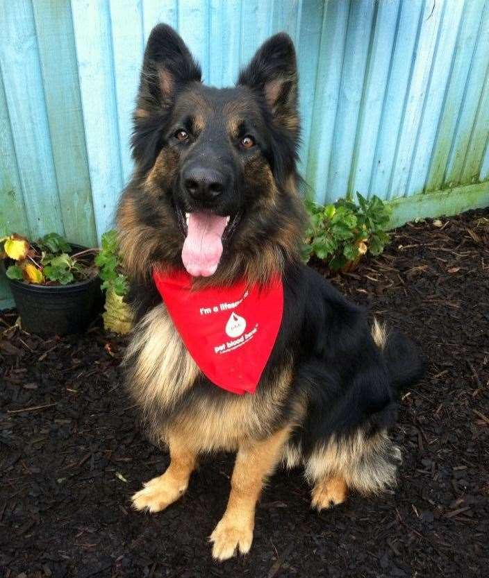 Charity Pet Blood Bank needs blood donations from dogs at Shrubbery Vets in Northfleet.Picture: Donor dog Jack