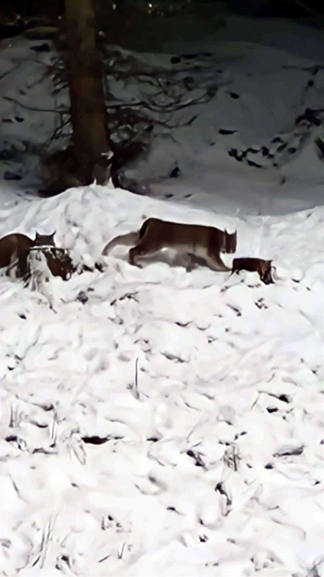 Two lynx spotted on Wednesday were captured on Thursday (RZSS/PA)