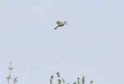 Skylark in flight. Picture: Vivien Smith