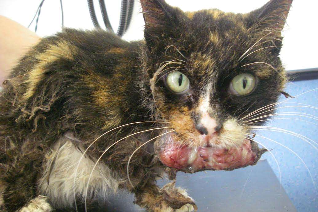 Pet cat Bo was put to sleep after her owner let a large tumour grow on her bottom lip.