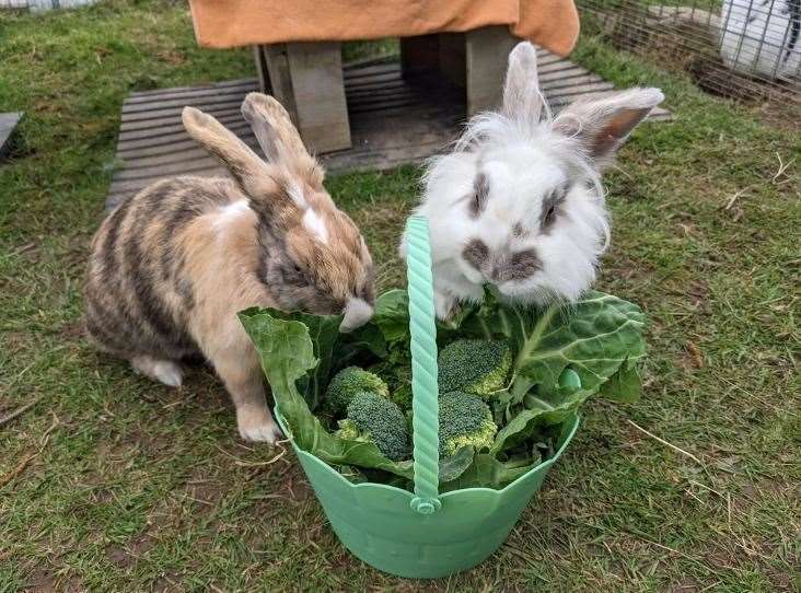 Luna and Harley need a new home. Picture: RSPCA