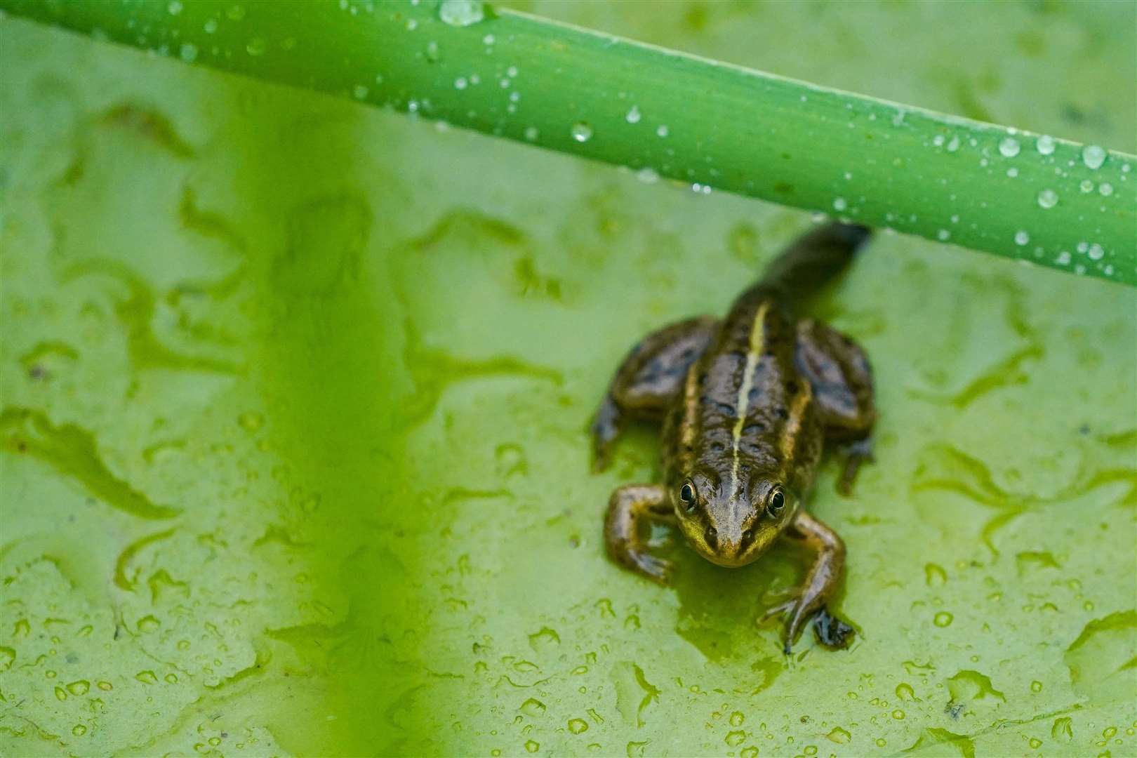 The northern pool frog has a bright green or yellow stripe down the back (Jacob King/PA)