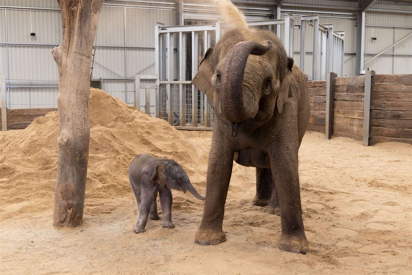 The calf and her mother, Donna (ZSL Whipsnade Zoo)