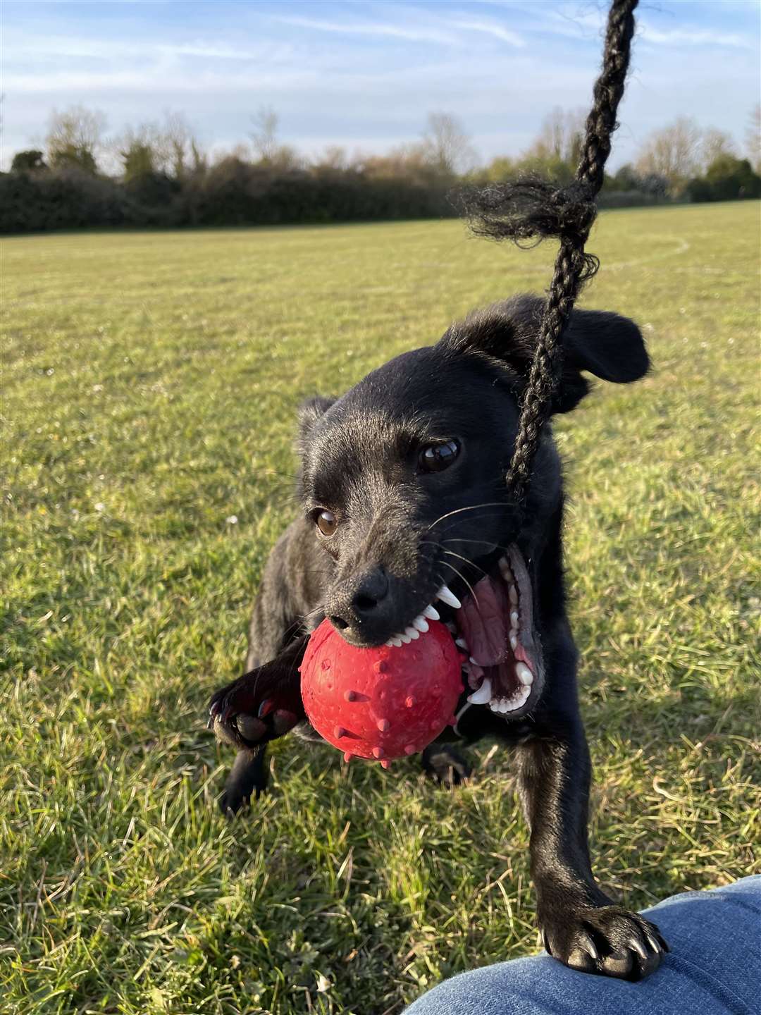 Rex spends most of his day playing in the garden or going for long walks