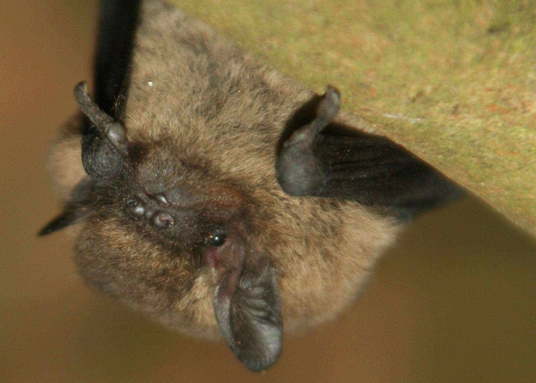 The environmental impact of the new development was also raised in letters of objection, particularly the effect on local bat populations.