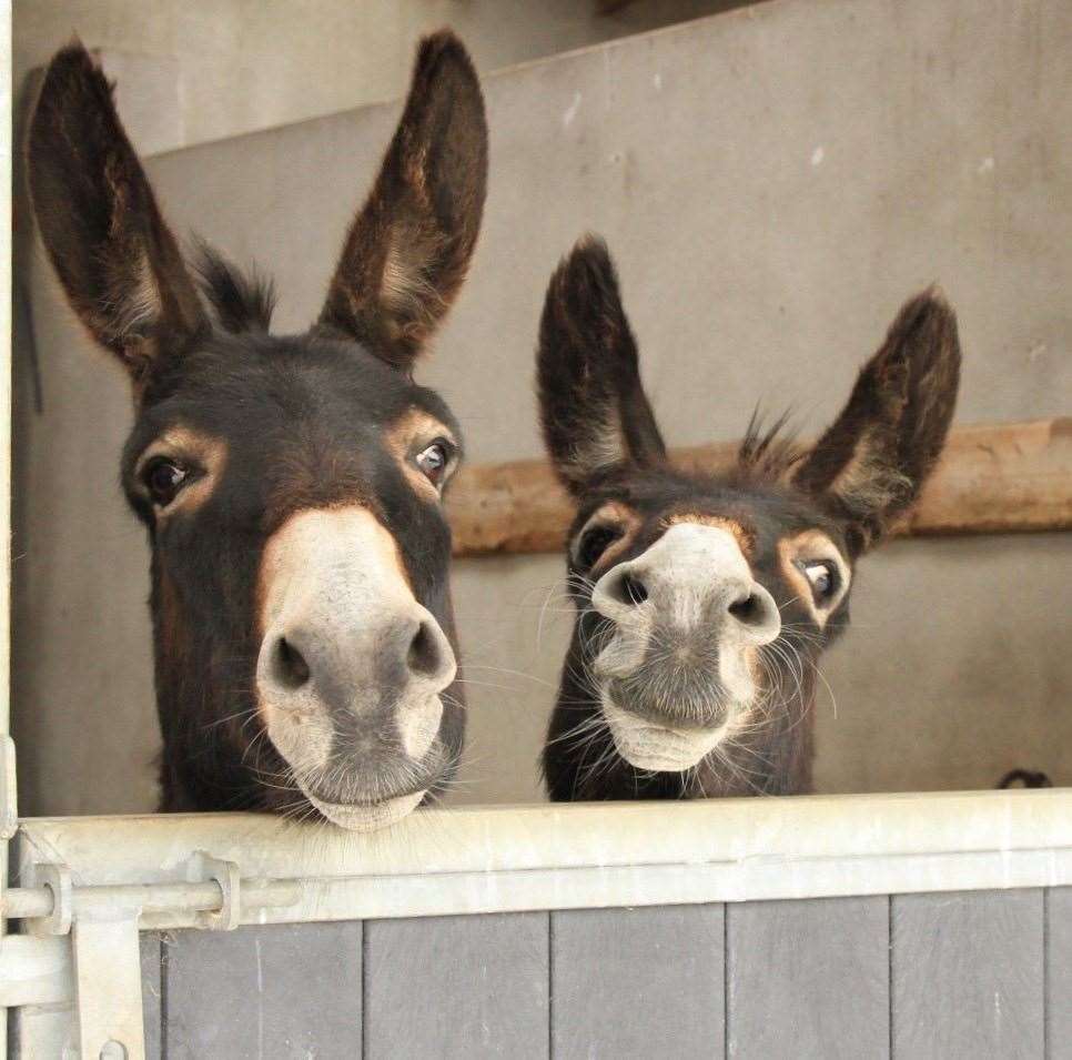 Some of the donkeys who lives at the Donegal sanctuary (Donegal Donkey Sanctuary/PA)