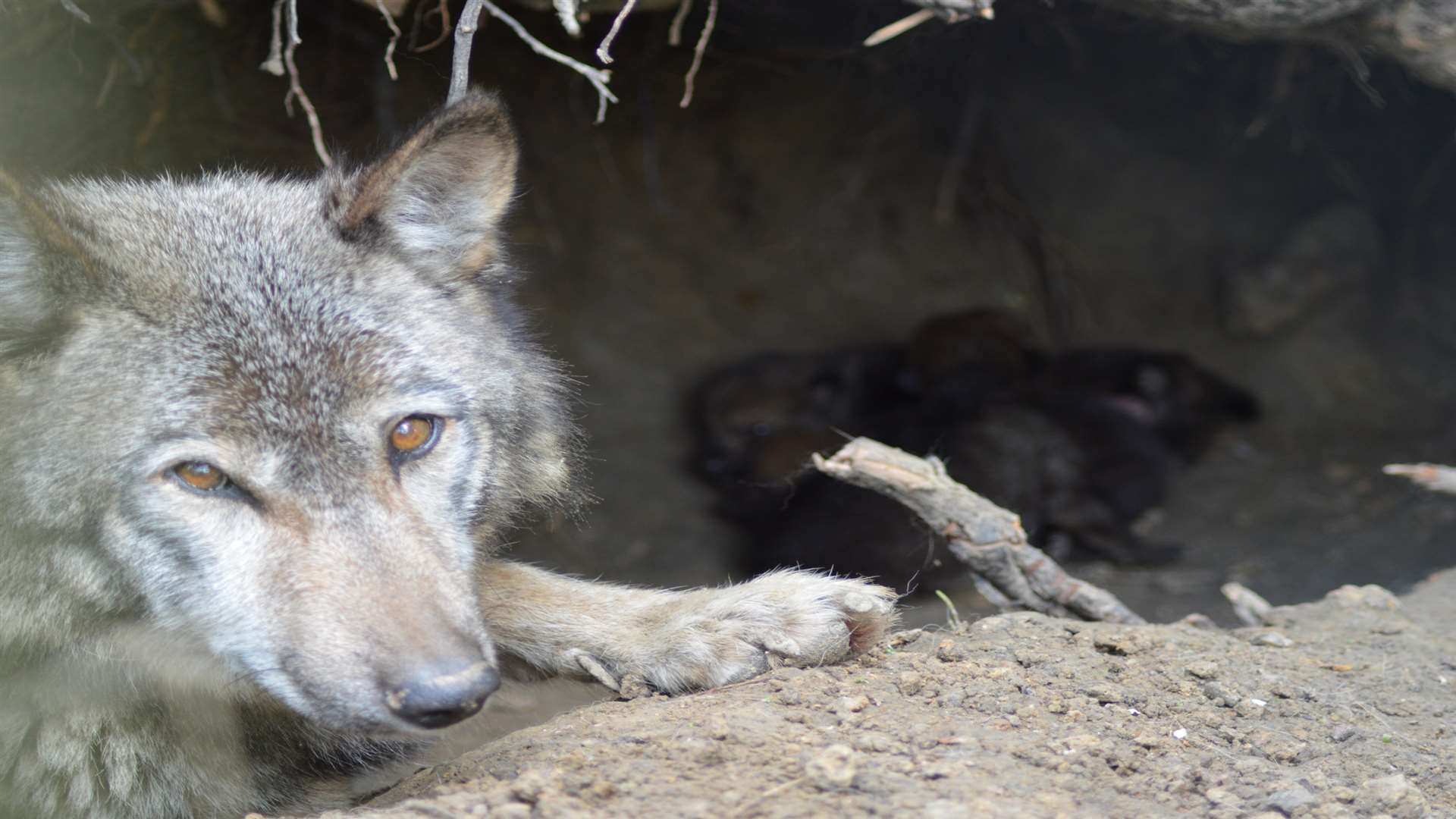 Dakota keeps watch over her first litter