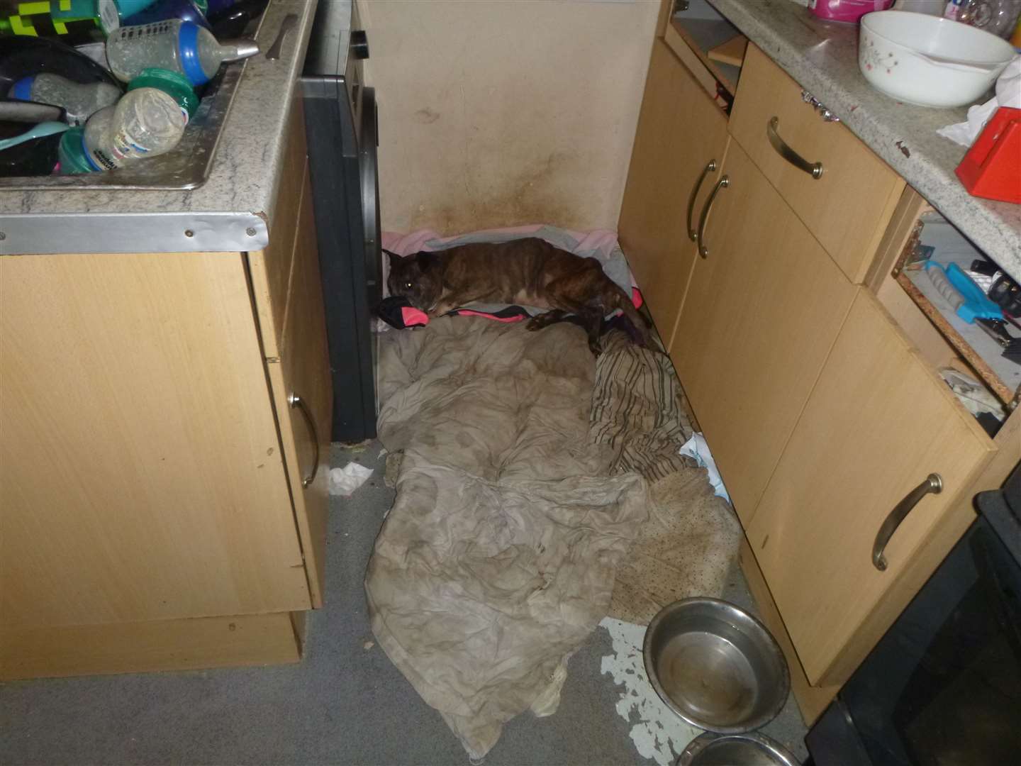 Mercedes the Staffie was found collapsed on the floor. Picture: RSPCA