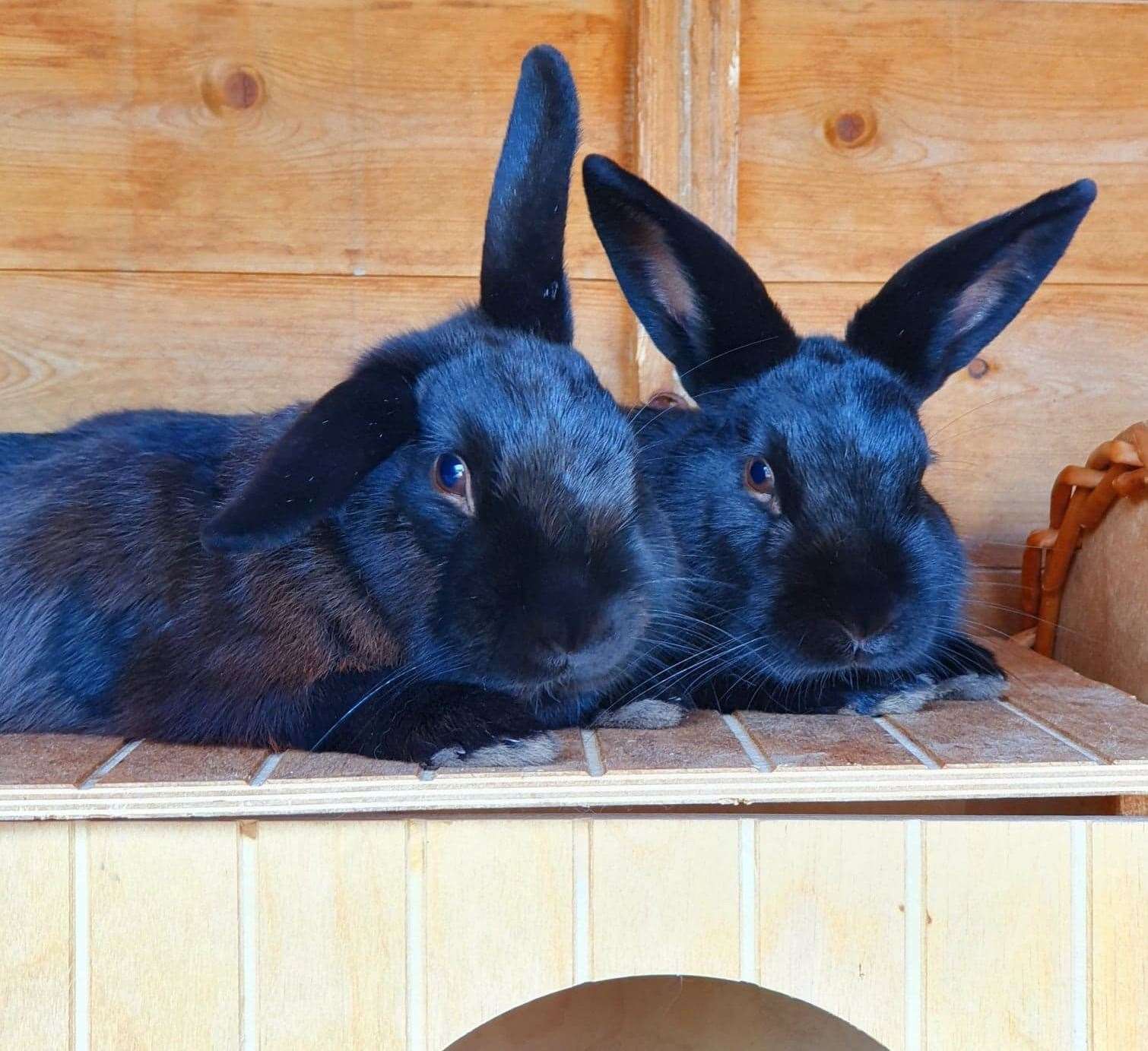 Rescue rabbits Sarah and Hector have been at the centre for six months waiting to be adopted