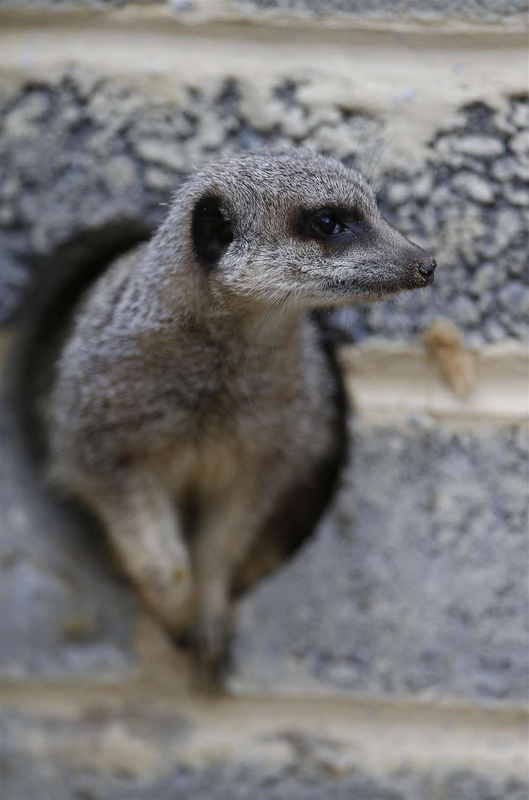 The meerkats check out their new surrounings at Kent Life. Picture: Andy Jones