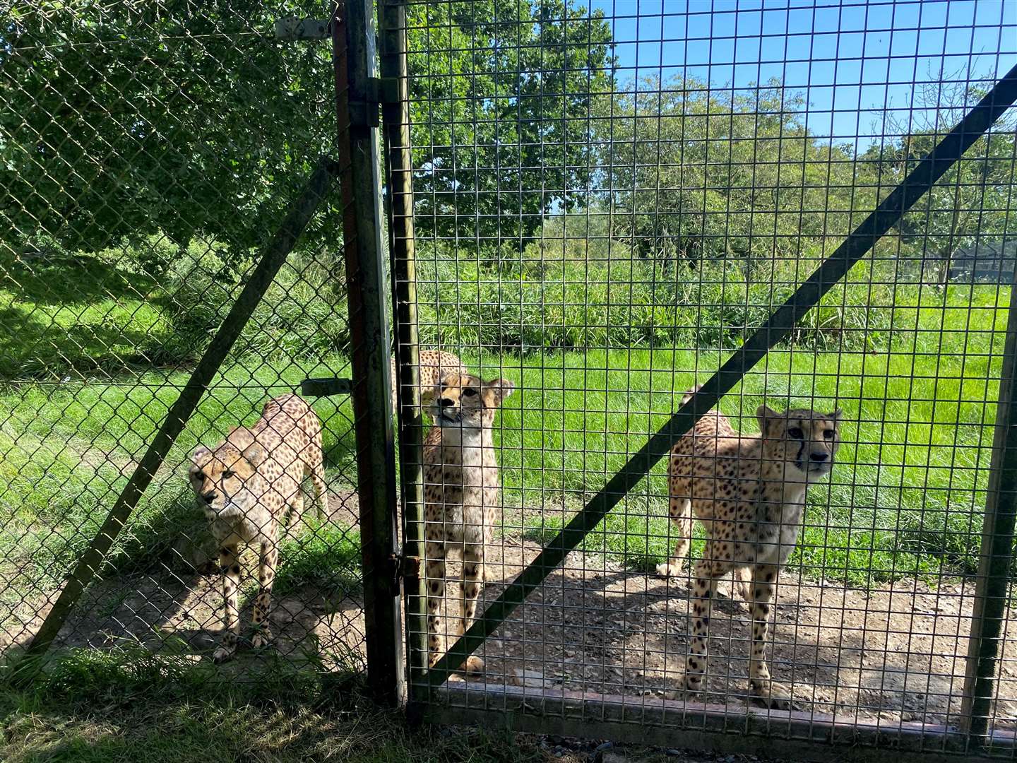 The cheetahs were ready for their snack