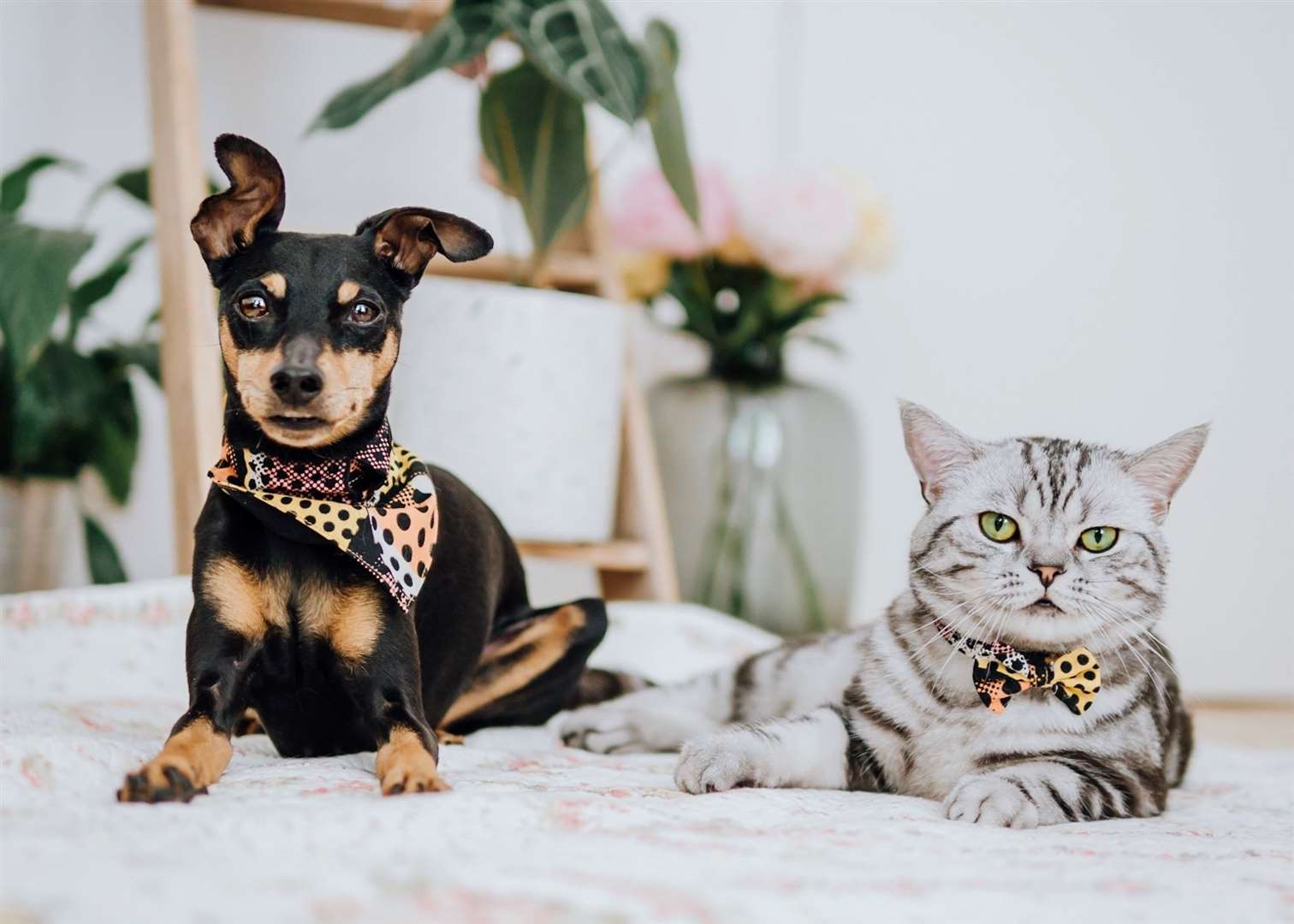 The relationship between a cat and dog is dependent on the character of the animals and the manner in which the two are introduced. Stock image