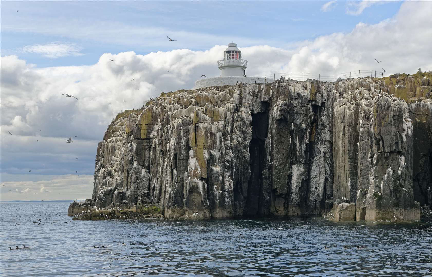 A dense colony of kittiwakes and other seabirds including guillemots gathered on sea cliffs at Inner Farne (Nick Upton/National Trust/PA)