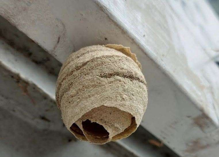 The queen Asian hornet nest. Picture: Paul Jeffries