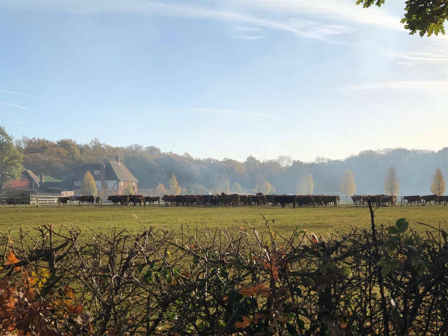 The cattle moved away from the fire on Station Road, Pluckley