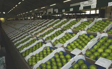 Some of the fruit on display at the National Fruit Show. Picture: KATHARYN BOUDET