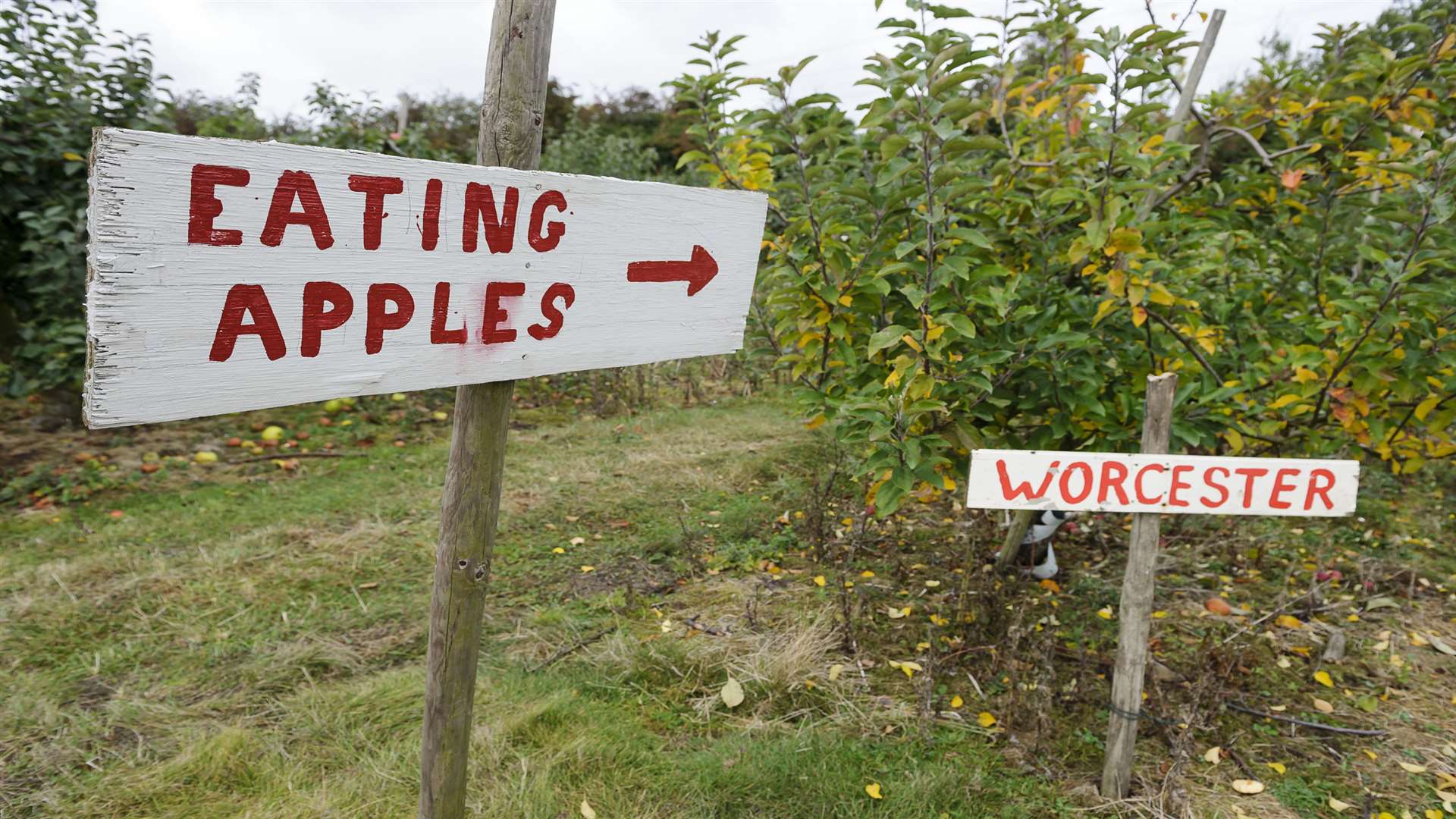 Valley Arch Pick Your Own centre, on Station Road, Southfleet