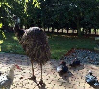 Erica the emu is still missing