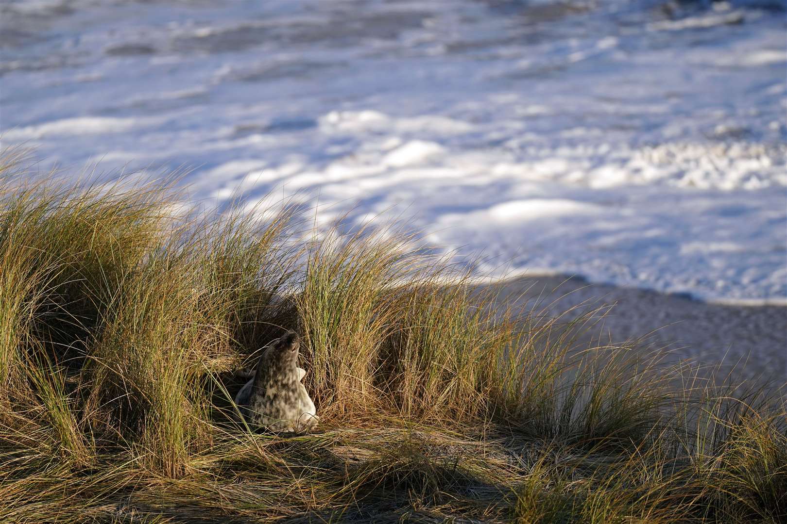 The pupping season is drawing to a close at one the UK’s most important sites for the mammals (Joe Giddens/PA)