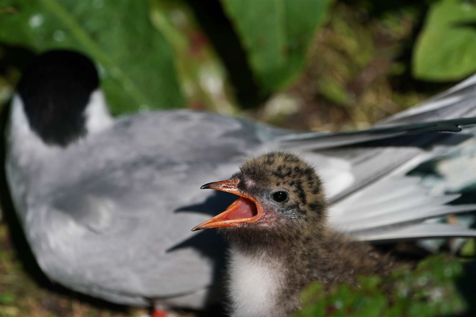 Arctic terns’ breeding sites are also threatened (Owen Humphreys/PA)