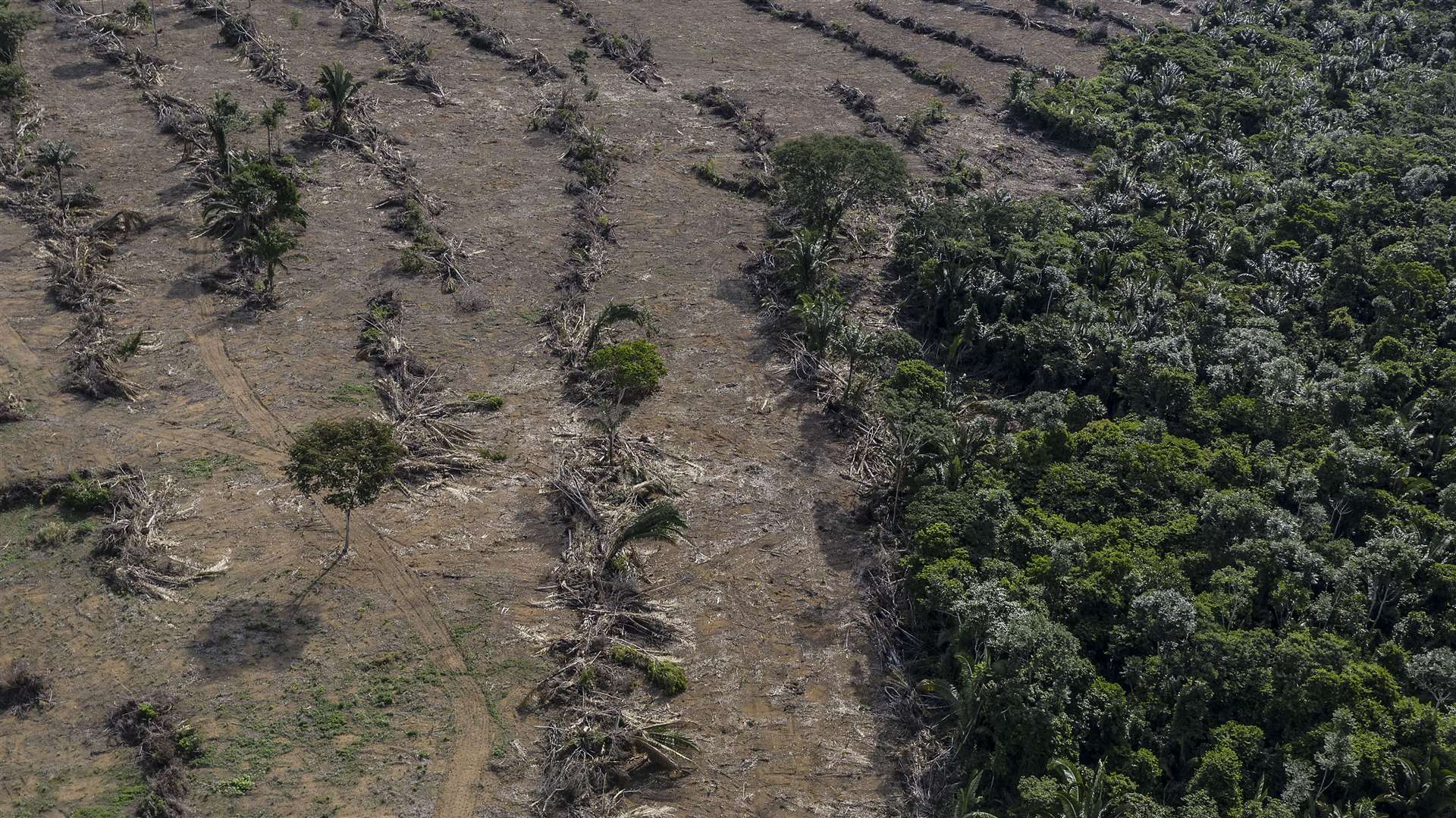 Deforestation next to a soybean plantation in Brazil (Marizilda Cruppe/WWF-UK/PA)