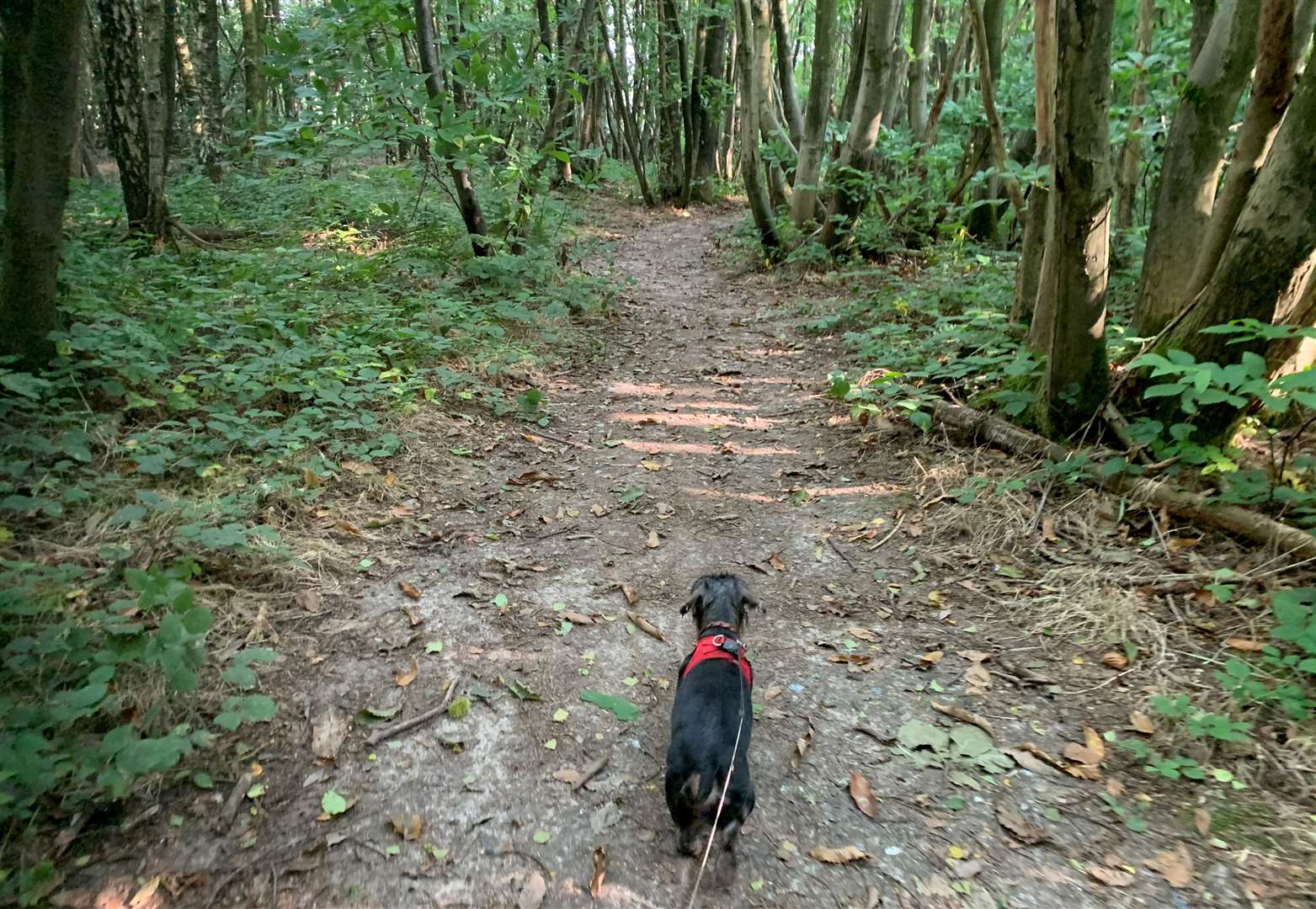 I had my dachshund Banger to keep my company on my quest