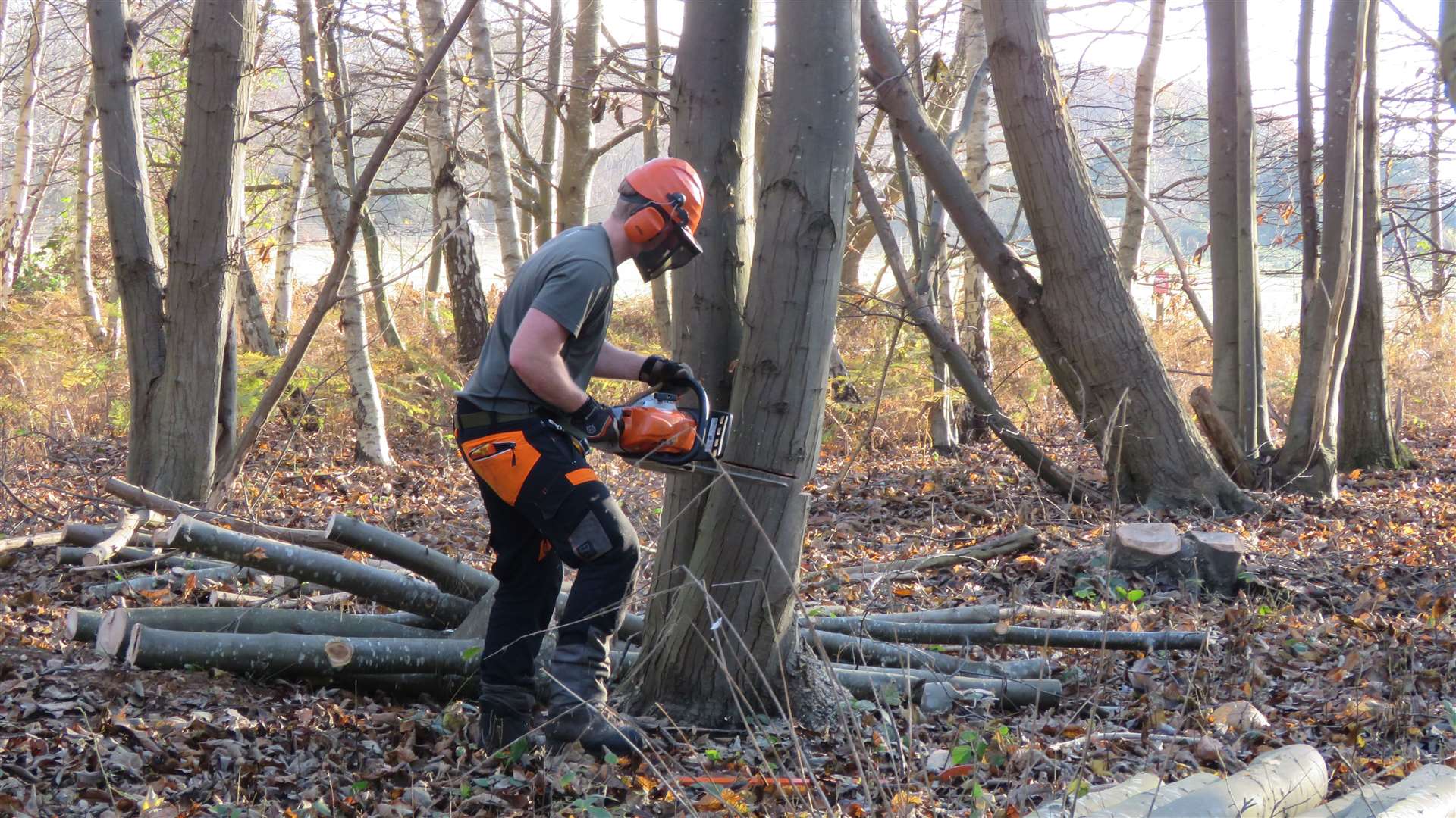 Coppicing works taking place at Sutton Hoo (National Trust Images/Darren Olley/PA)