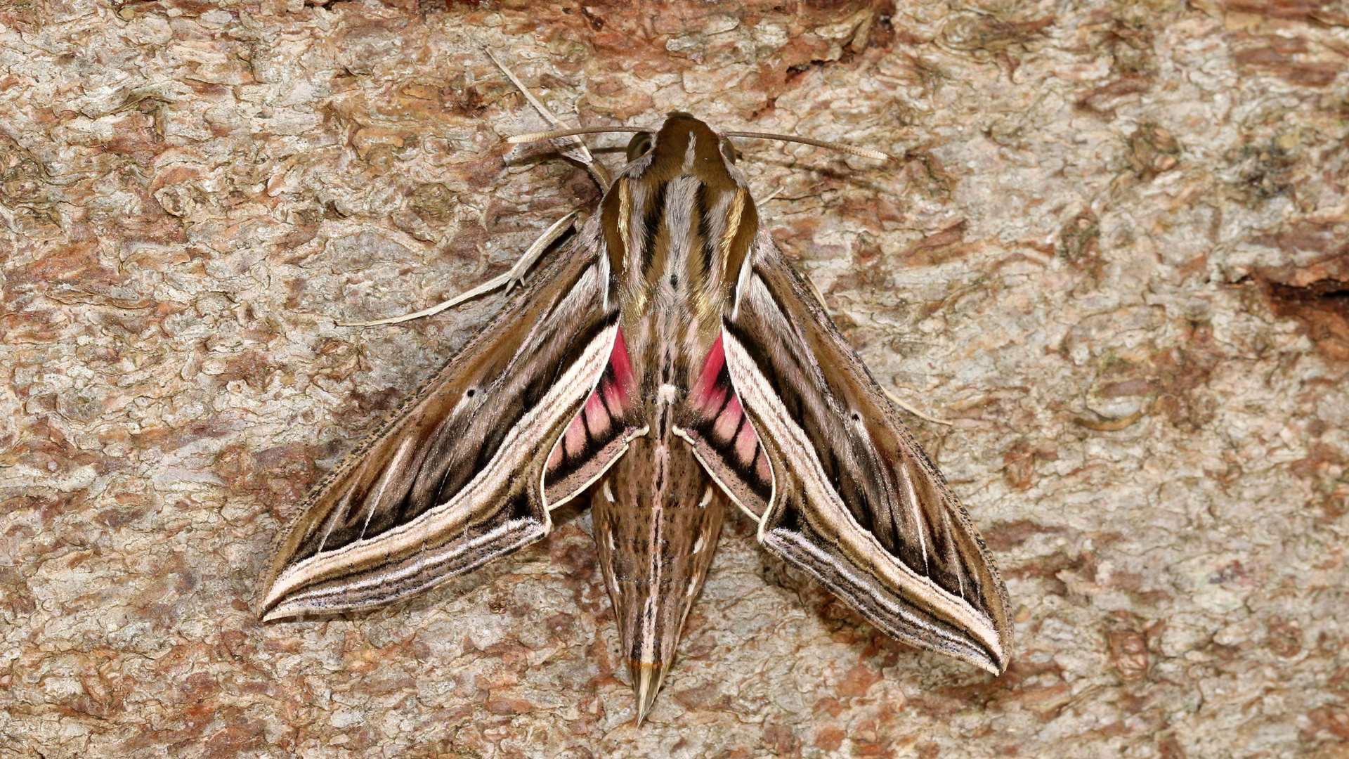 The Silver Striped Hawk Moth. Picture: Roger Wasley