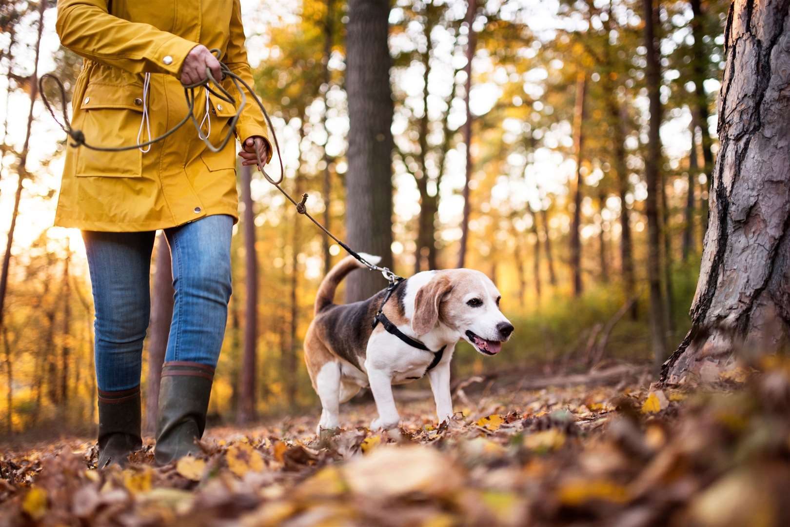 There are times and places were your dog needs to remain on a lead and owners are advised to understand them