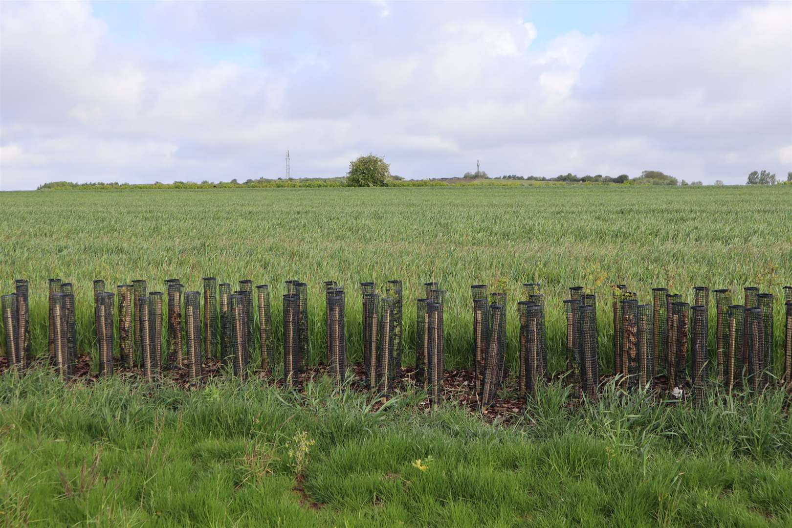 Could Cowstead Farm, Sheppey, Become Another Housing Estate?